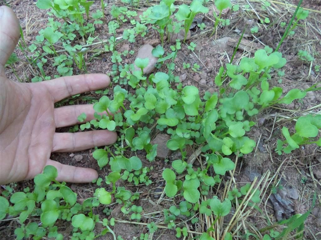 Moose1967 Killer Radish Food Plot Nova Scotia Hunting Forum